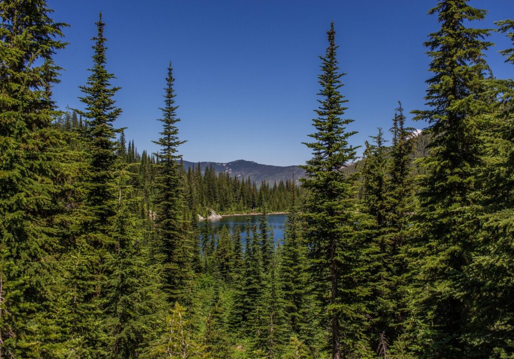 Beautiful forestscape on a lake in Idaho.